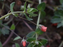 2017-08-07 Scarlet Pimpernel, Anagallis arvensis