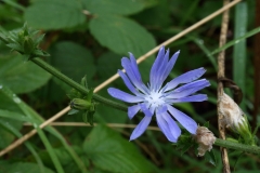 2017-08-17 Chickory, Cichorium intybus