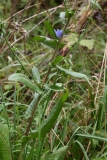 2017-08-17 Chickory, Cichorium intybus