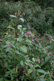 2017-08-17 Himalayan Balsam, Impatiens glandulifera