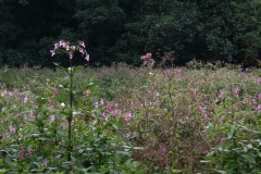 2017-08-17 Himalayan Balsam, Impatiens glandulifera