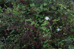 2017-08-17 Elderberries, Sambucus nigra, intertwined with Hedge Bindweed, Calystegia sepium