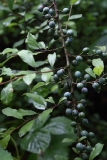 2017-08-17 Sloes on Blackthorn, Prunus spinosa