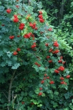 2017-08-17 Rowan, Sorbus aucuparia