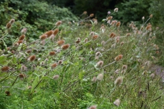 2017-08-17 Teasel, Dipsacus fullonum