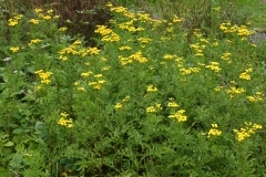 2017-08-17 Tansy, Tanacetum vulgare