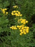 2017-08-17 Tansy, Tanacetum vulgare