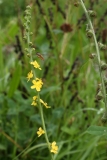 2017-08-17 Agrimony, Agrimonia eupatoria