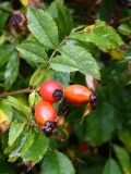 2017-08-17 Hips on Dog-rose, Rosa canina