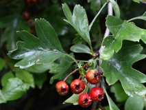 2017-08-17 Haws, Crataegus monogyna