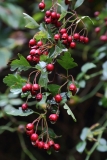 2017-08-17 Haws, Crataegus monogyna