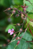 2017-08-17 Herb-Robert, Geranium robertianum