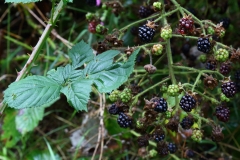 2017-08-17 Blackberries, Rubus fruticosus