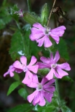 2017-08-17 Red Campion, Silene dioica