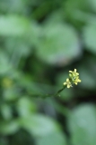 2017-08-17 Maybe Hedge Mustard, Sisymbrium officiale