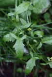 2017-08-17 Leaf of previous flower,  maybe Hedge Mustard, Sisymbrium officiale