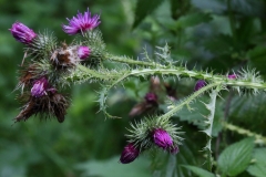 2017-08-17 Welted Thistle, Carduus crispus