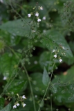 2017-08-17 Enchanter's-nightshade, Circaea lutetiana