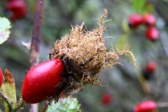 2017-09-25 Rose bedeguar gall or Robin's pincushion gall, Diplolepis rosae