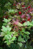 2017-09-25 Guelder Rose, Viburnum opulus