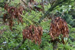 2017-09-25 Ash 'Keys', Fraxinus excelsior