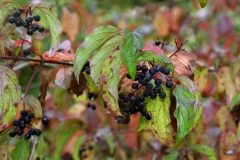 2017-09-25 Dogwood, Cornus sanguinea