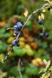 2017-09-25 Sloes on Blackthorn, Prunus spinosa