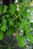 2017-09-25 Field Maple, Acer campestre