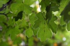 2017-09-25 Field Maple, Acer campestre