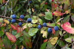 2017-09-25 Sloes on Blackthorn, Prunus spinosa