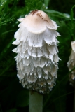 2017-09-25 Shaggy Ink-cap, Coprinus comatus