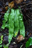 2017-09-25 Hart's Tongue Fern, Phyllitis scolopendrium