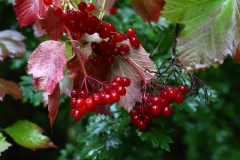 2017-09-25 Guelder Rose, Viburnum opulus