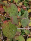 2017-10-23 Wayfaring Tree, Viburnum lantana