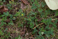 2017-10-23 Black Medick, Medicago lupulina