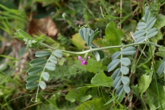 2017-10-23 Common Vetch, Vicia sativa