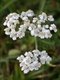 2017-10-23 Yarrow, Achillea millefolium