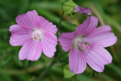 2017-10-23 Common Mallow, Malva sylvestris