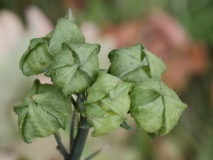 2017-10-23 Fruit of Common Mallow, Malva sylvestris