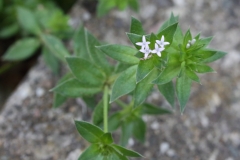 2017-10-23 Field Madder, Sherardia arvensis