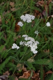 2017-10-23 Yarrow, Achillea millefolium