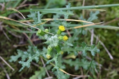 2017-10-23 Groundsel, Senecio vulgaris