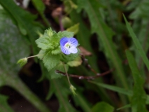 2017-10-23 Common Field-speedwell, Veronica persica