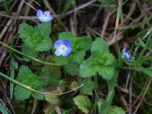 2017-10-23 Common Field-speedwell, Veronica persica