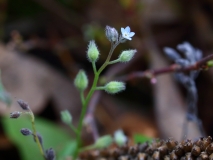 2017-10-23 Field Forget-me-not, Myosotis arvensis