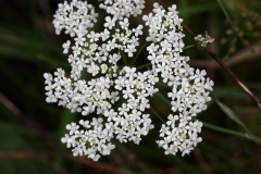 2017-10-23 Wild Carrot, Daucus carota