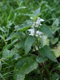 2017-10-23 White Dead-nettle, Lamium album