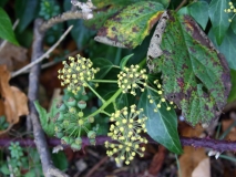 2017-10-23 Fruiting Ivy, Hedera sp