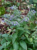 2017-10-23 Borage, Borago officinalis