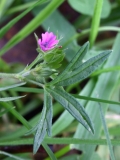 2017-10-23 Cut-leaved Crane's-bill, Geranium dissectum